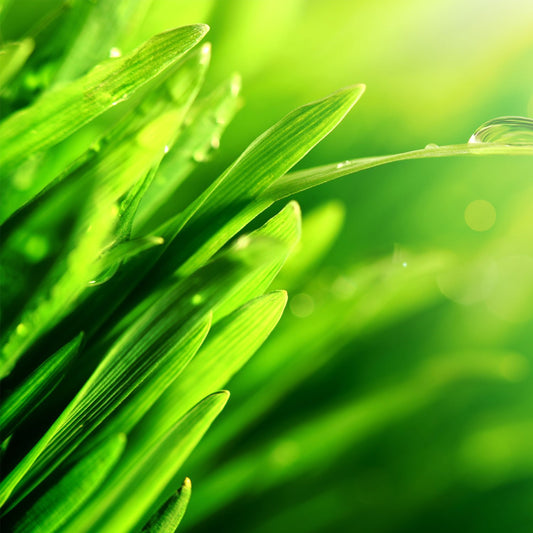 Bio-Driven Liquid Bacteria Concentrate - Hydrocarbon Treatment - Concentrate